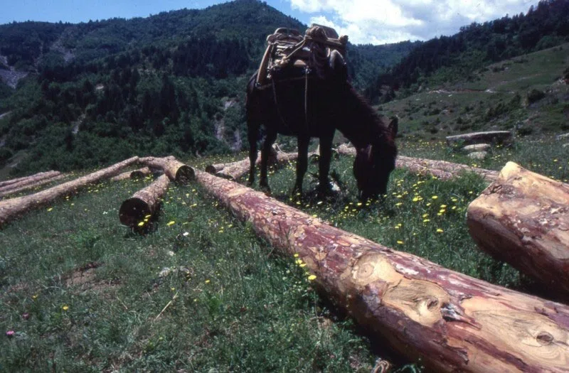 Pindus Mountain Trek 1989 — photograph 192