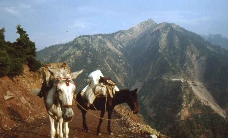 Pindus Mountain Trek 1989 — photograph 193