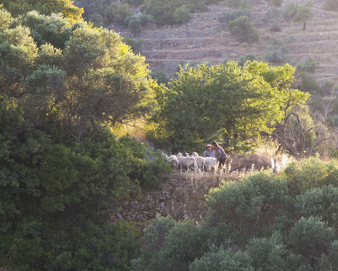 The Beekeepers — photograph 12