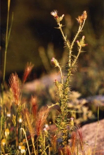 Pindus Mountain Trek 1989 — photograph 198