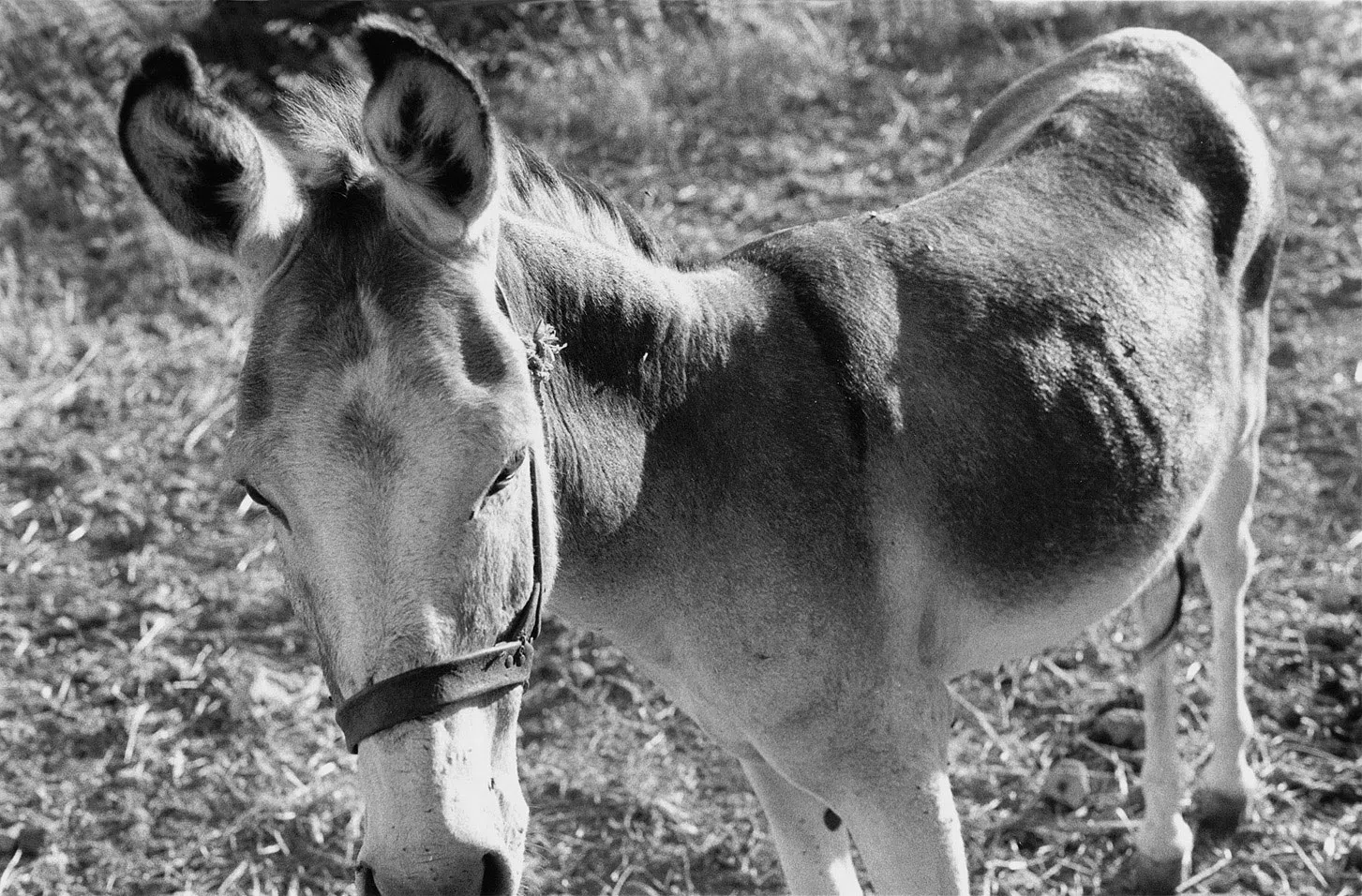 A Village on Kythera Exhibition 1996 — photograph 68