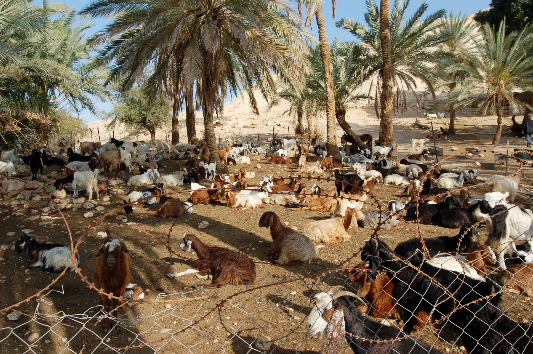 Palestine 2006 — photograph 15