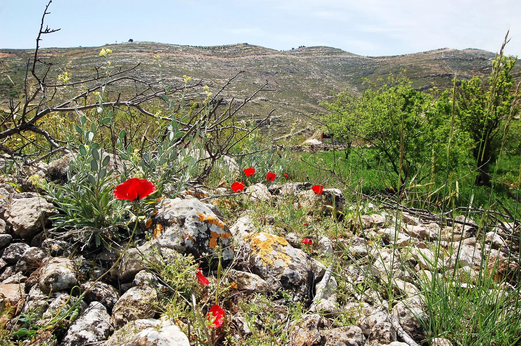 Palestine 2006 — photograph 3