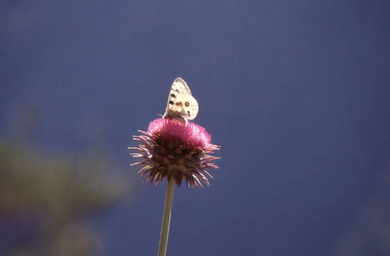 Pindus Mountain Trek 1989 — photograph 169