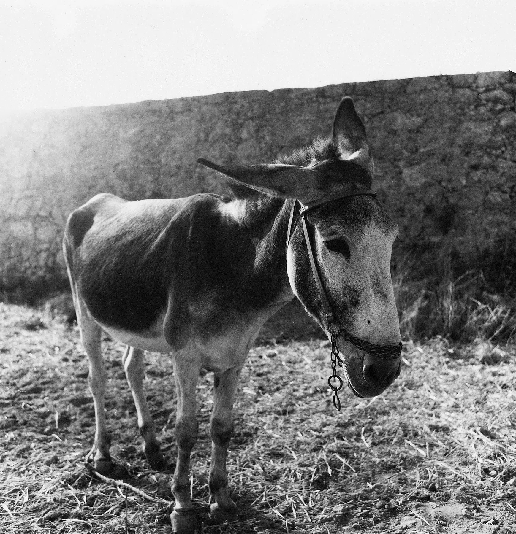A Village on Kythera Exhibition 1996 — photograph 28
