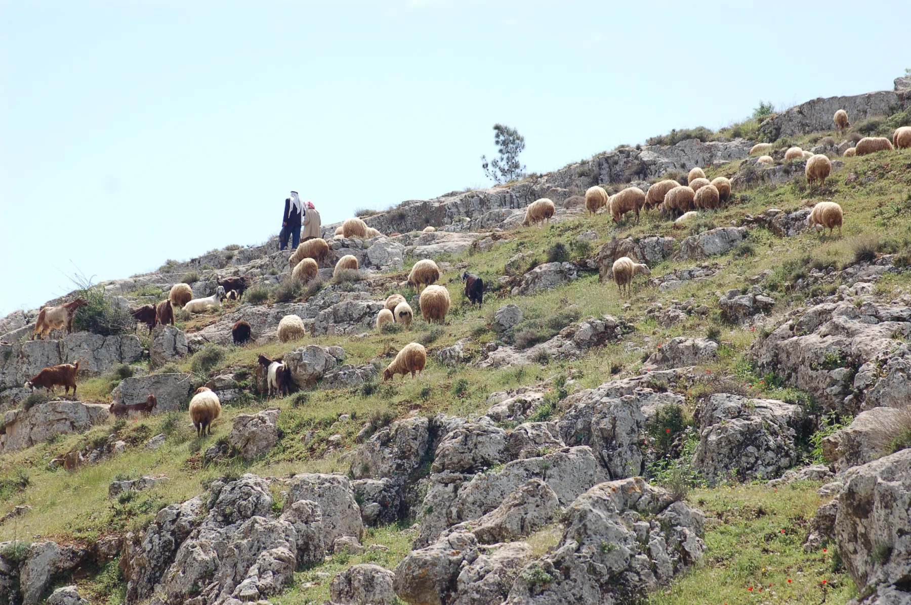 Palestine 2006 — photograph 28