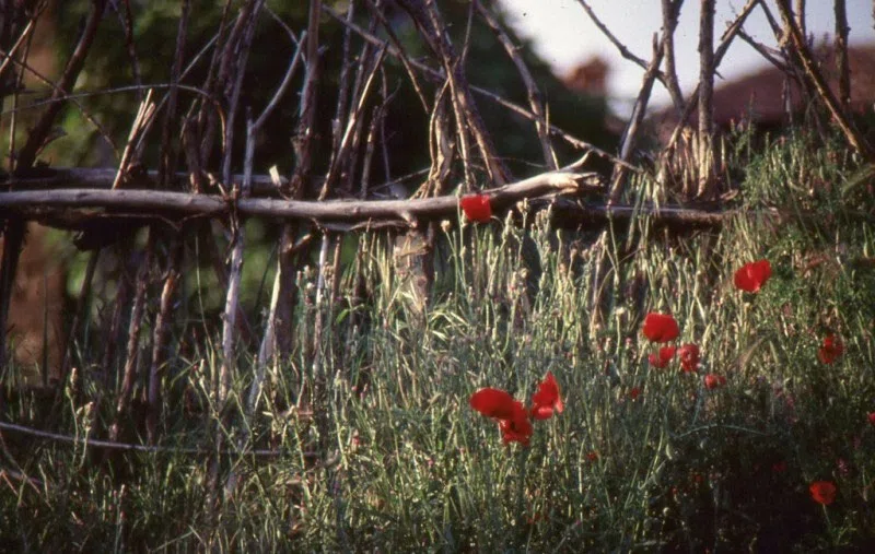 Pindus Mountain Trek 1989 — photograph 175