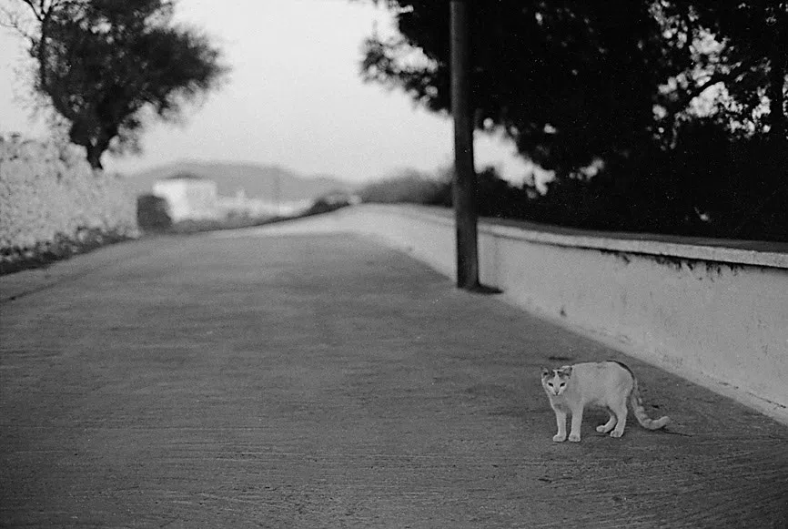 A Village on Kythera Exhibition 1996 — photograph 132