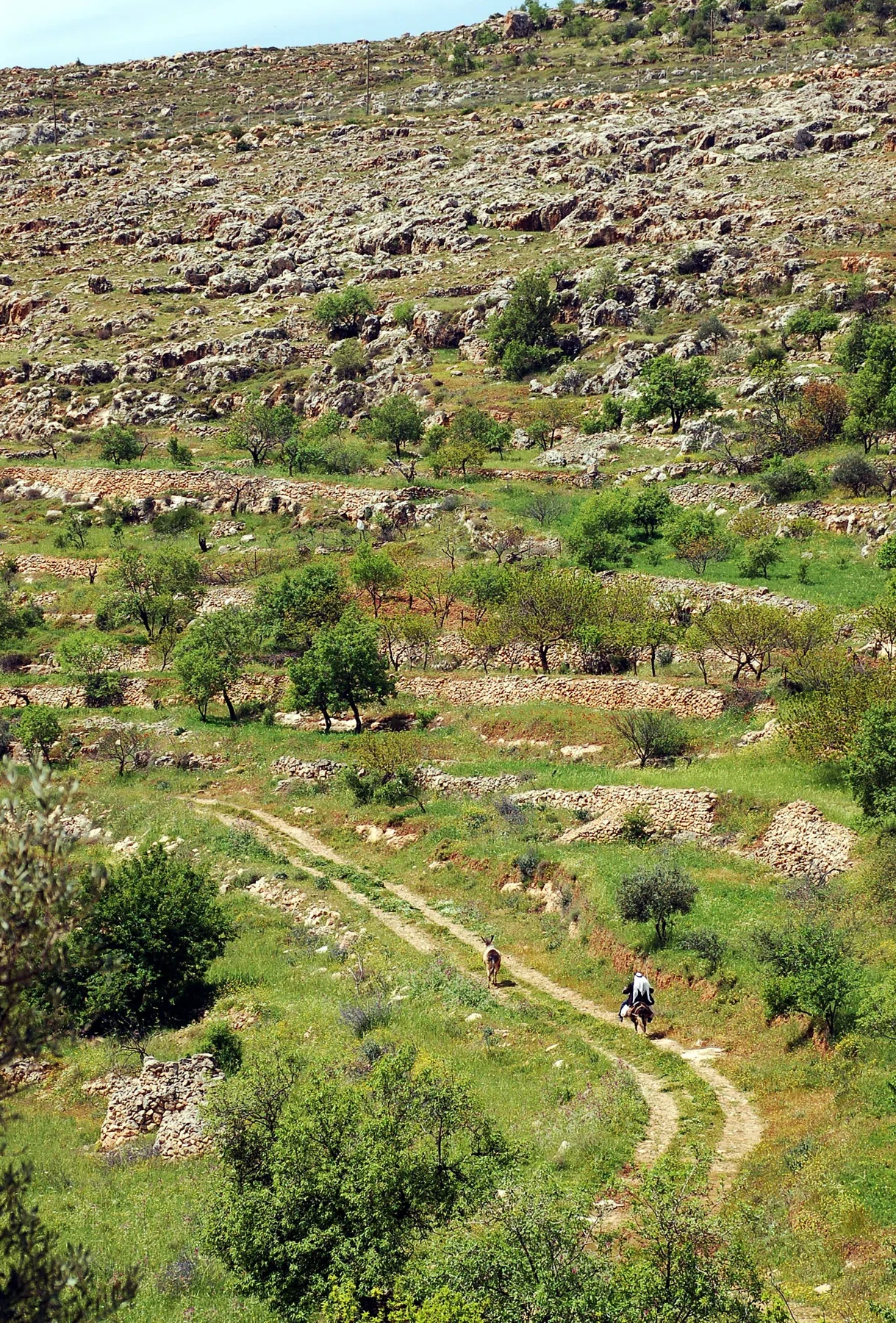 Palestine 2006 — photograph 21