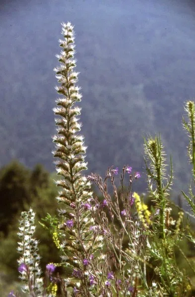 Pindus Mountain Trek 1989 — photograph 174