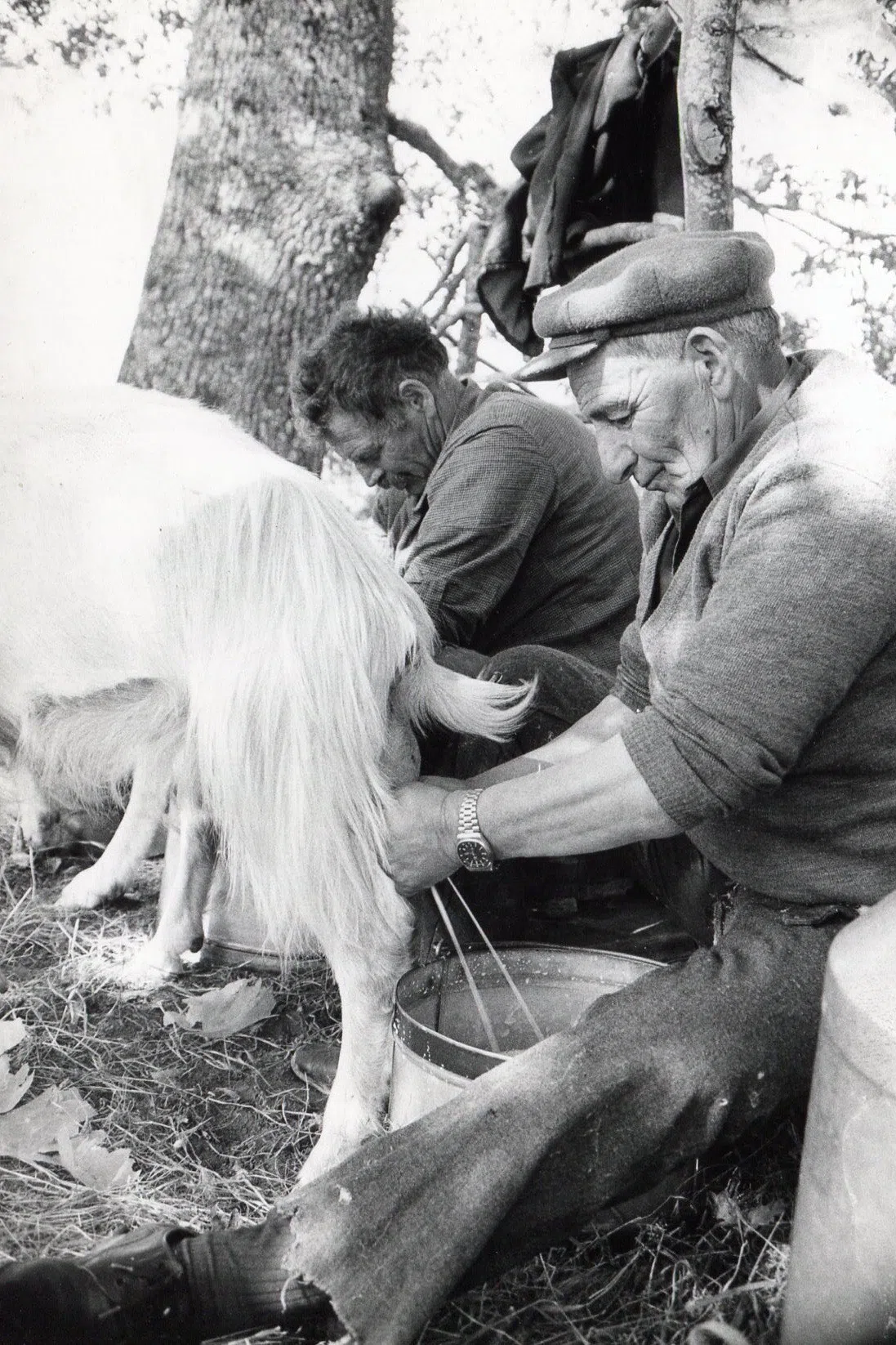 Pindus Mountain Trek 1989 — photograph 92