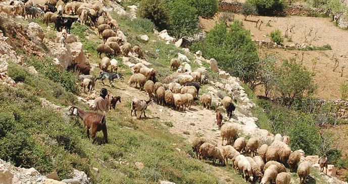Palestine 2006 — photograph 103