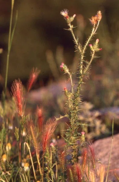 Pindus Mountain Trek 1989 — photograph 173