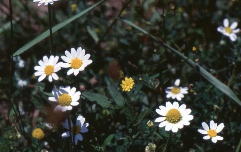 Pindus Mountain Trek 1989 — photograph 202