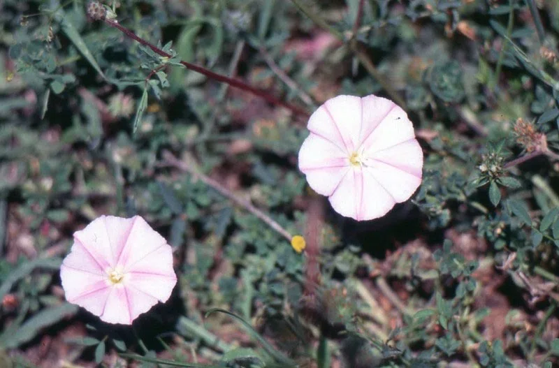 Pindus Mountain Trek 1989 — photograph 172