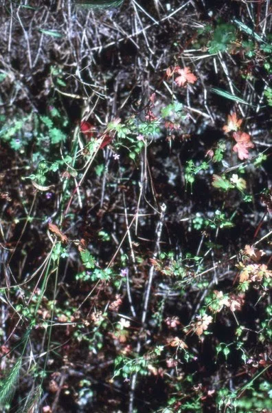 Pindus Mountain Trek 1989 — photograph 181
