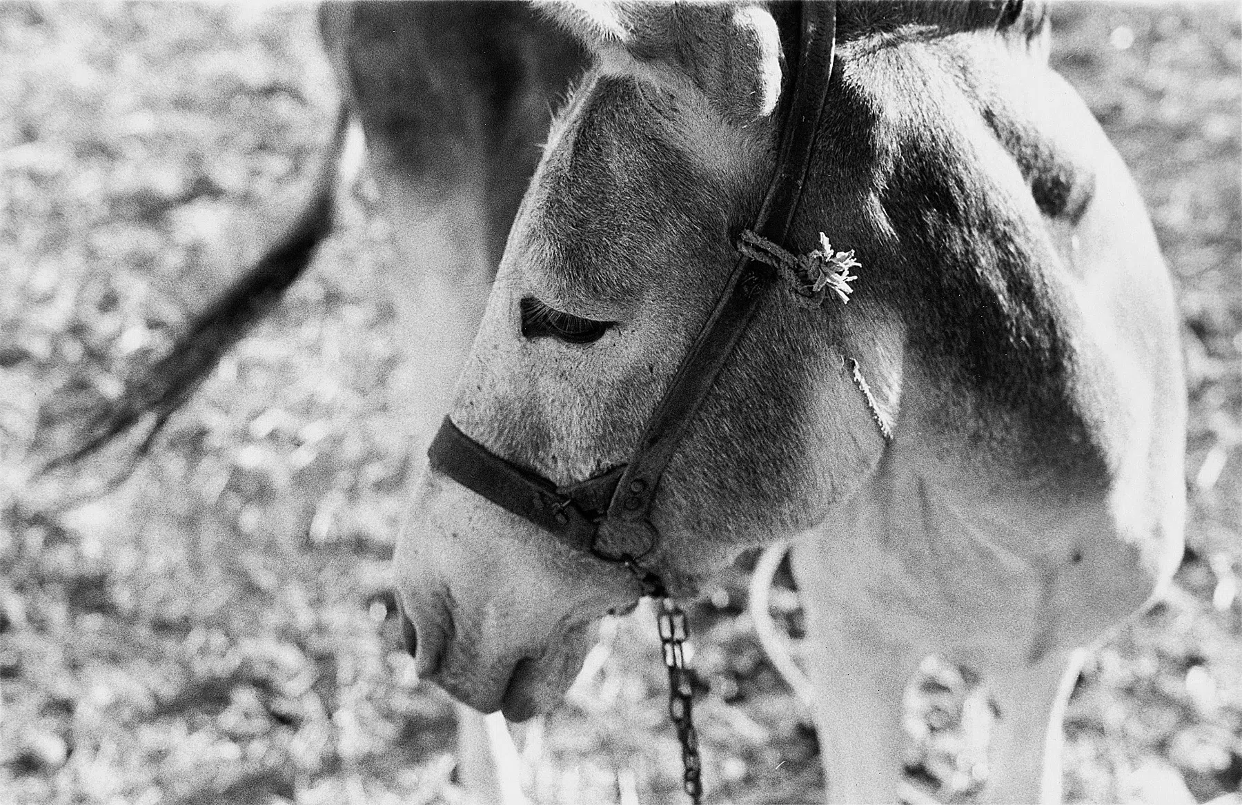 A Village on Kythera Exhibition 1996 — photograph 34