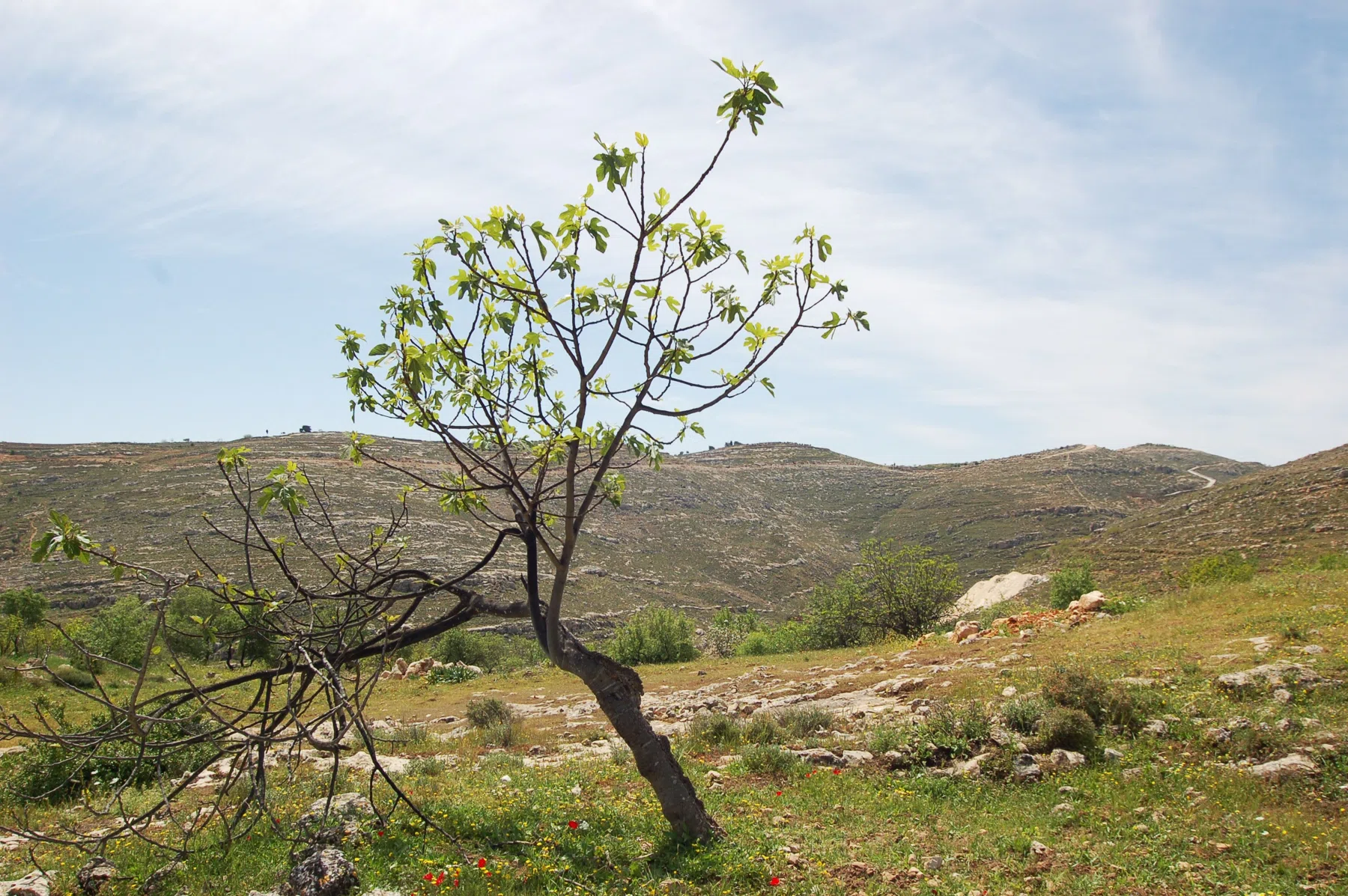 Palestine 2006 — selected photograph 2