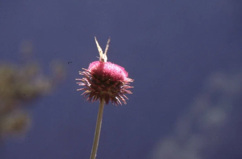 Pindus Mountain Trek 1989 — photograph 178