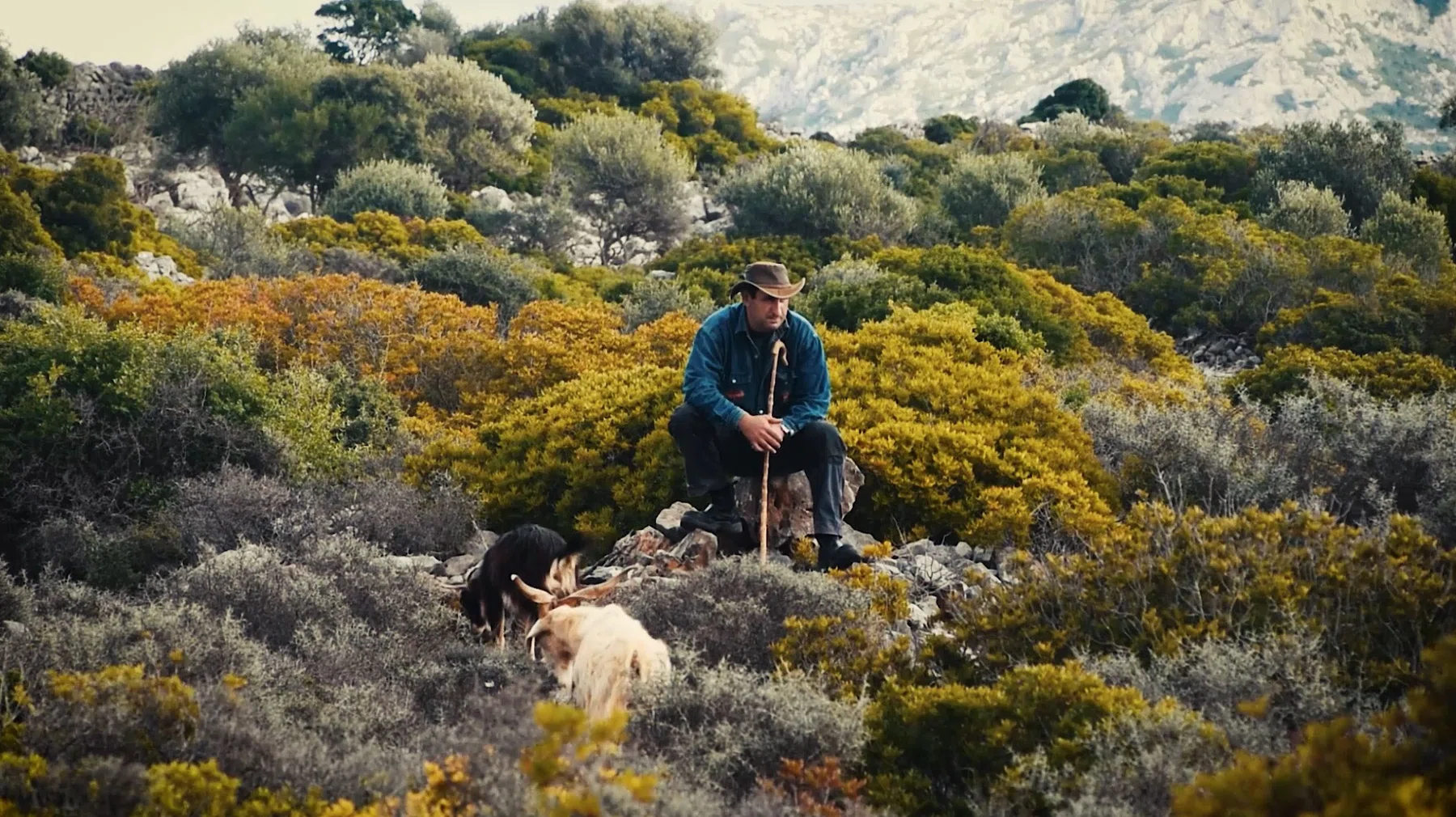 The Shepherd — photograph 5