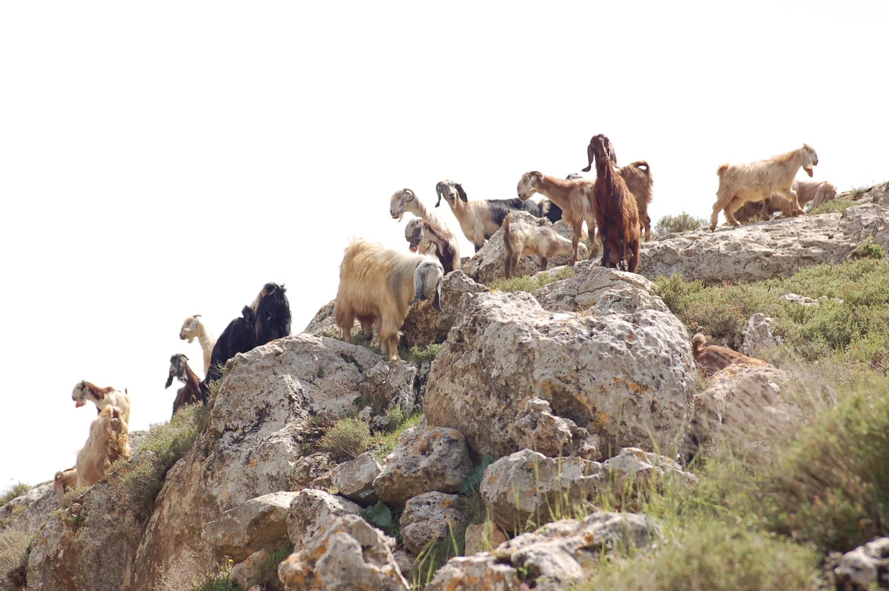 Palestine 2006 — photograph 56