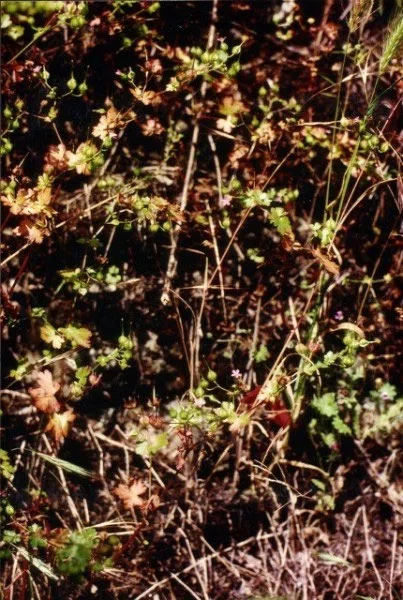 Pindus Mountain Trek 1989 — photograph 197