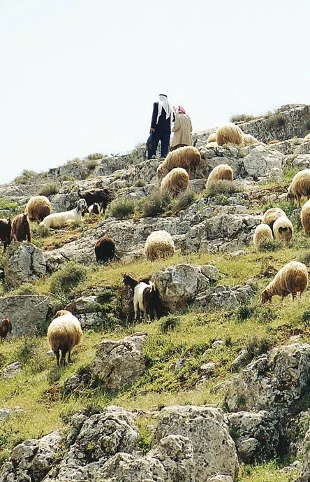 Palestine 2006 — photograph 104