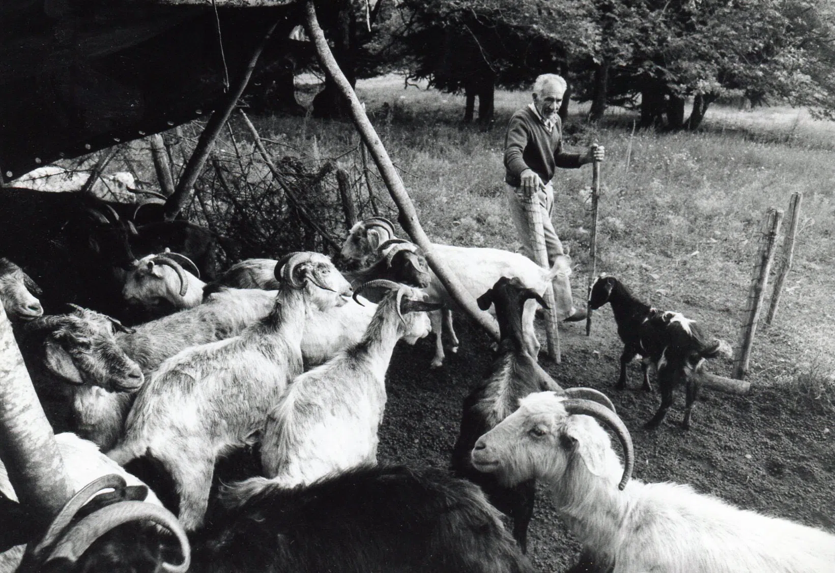 Pindus Mountain Trek 1989 — photograph 64